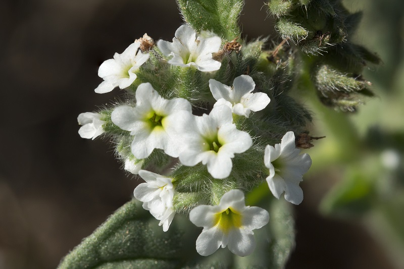 Heliotropium europaeum / Eliotropio selvatico